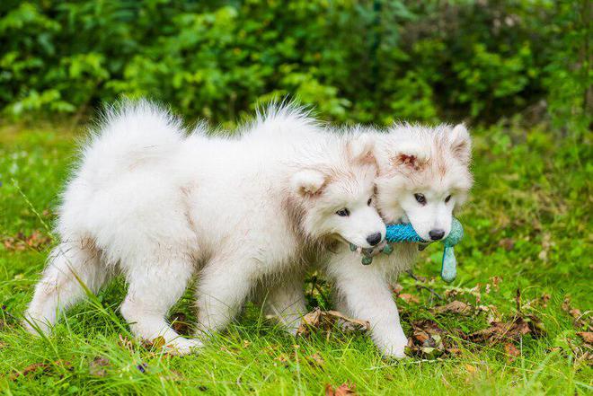 探究两个月大的萨摩耶犬的体重问题